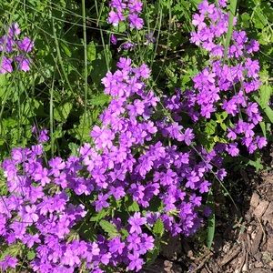 Meet your Posher, Colleen